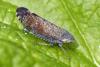 Fieberiella sp.